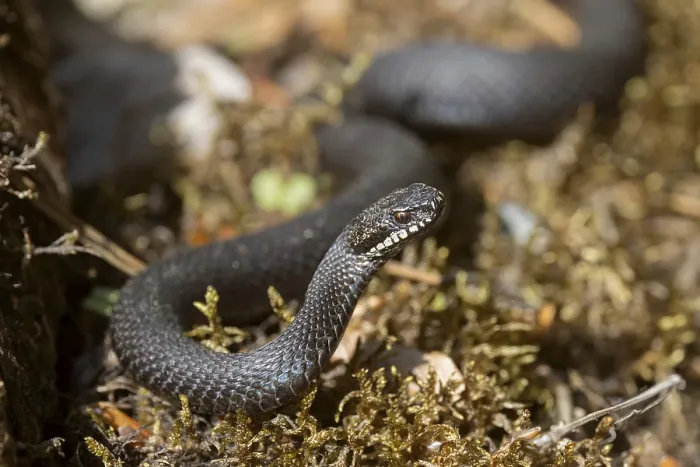 Framed Print : Adder (Vipera berus) Black Variant Print Framed Print : Adder (Vipera berus) Black Variant Print