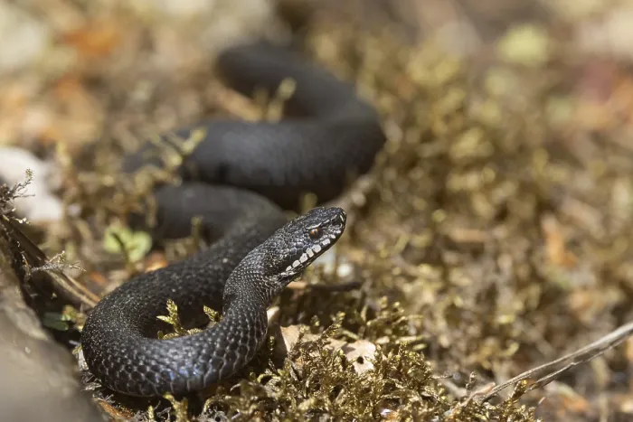 Framed Print : Adder (Vipera berus) Black Variant Print Framed Print : Adder (Vipera berus) Black Variant Print