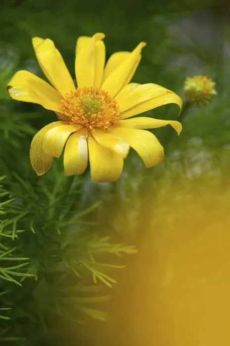 Framed Print : Adonis vernalis Print, Spring Adonis Florets in Sweden Framed Print : Adonis vernalis Print, Spring Adonis Florets in Sweden