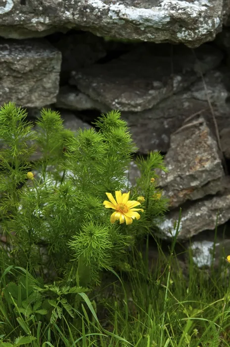 Framed Print : Print of Adonis vernalis, Spring Adonis Florets Framed Print : Print of Adonis vernalis, Spring Adonis Florets