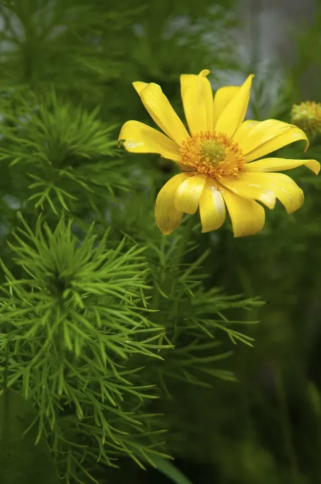 Framed Print : Adonis vernalis Print - Spring Adonis Florets Framed Print : Adonis vernalis Print - Spring Adonis Florets