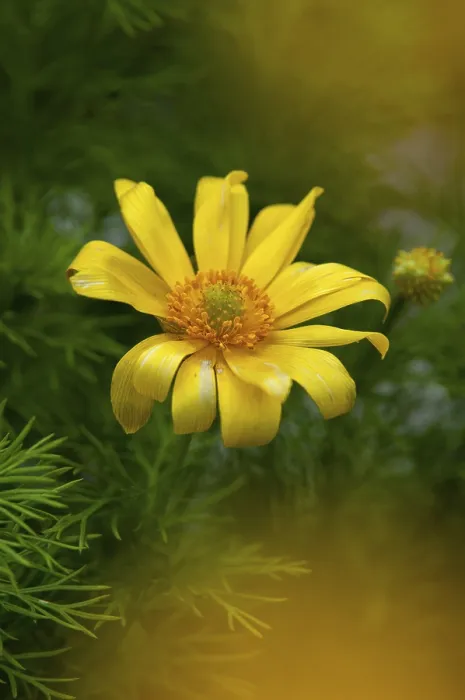 Framed Print : Print of Adonis vernalis, Spring Pheasant's Eye Framed Print : Print of Adonis vernalis, Spring Pheasant's Eye