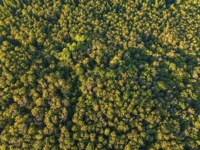 Framed Print : Aerial View of Endless Forests Print, Black Forest Germany Framed Print : Aerial View of Endless Forests Print, Black Forest Germany