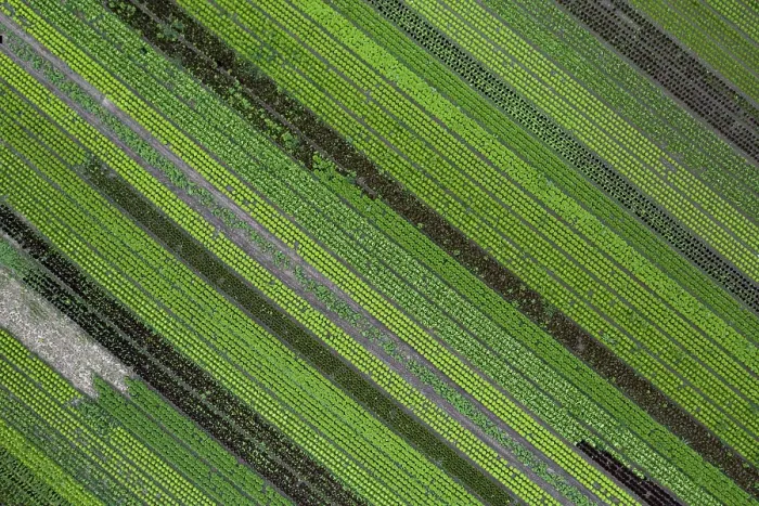 Framed Print : Aerial View of Rows of Plants Print Framed Print : Aerial View of Rows of Plants Print