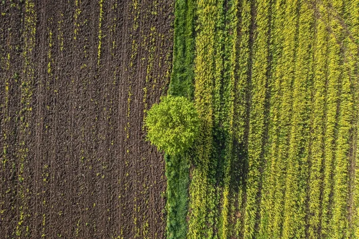 Framed Print : Aerial View of Tree in Corn Field Print, Bavaria, Germany Framed Print : Aerial View of Tree in Corn Field Print, Bavaria, Germany