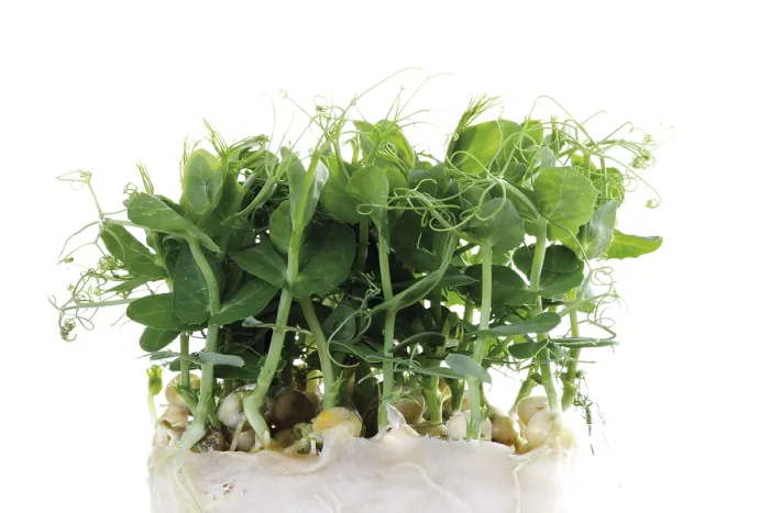 Framed Print : Affilla Cress Print Framed Print : Affilla Cress Print
