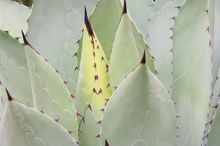 Framed Print : Agave 07 Print Framed Print : Agave 07 Print