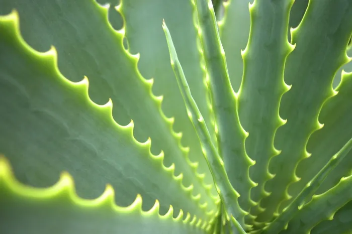 Framed Print : Agave Print by ImageBROKER Framed Print : Agave Print by ImageBROKER