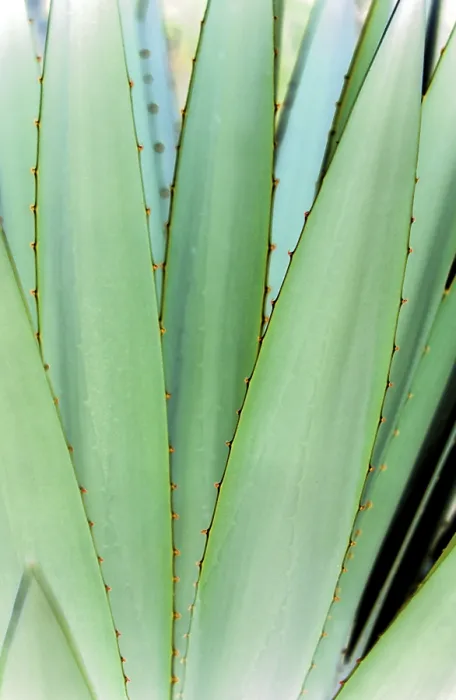 Framed Print : Agave Print - Desert Succulent Framed Print : Agave Print - Desert Succulent