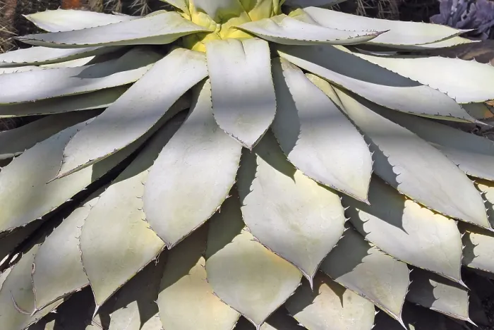 Framed Print : Agave Plant Print Framed Print : Agave Plant Print