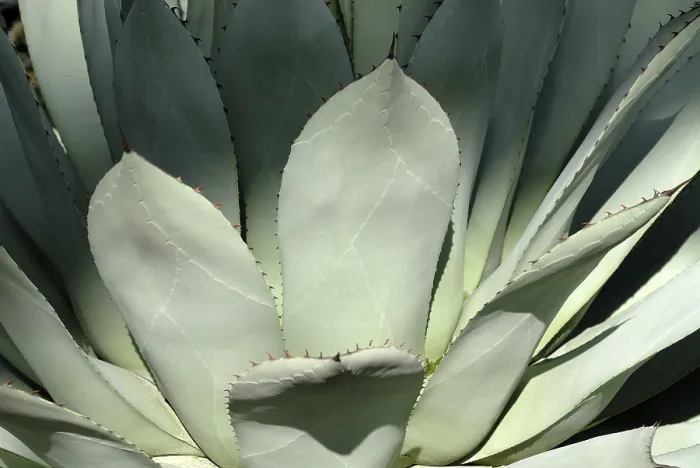Framed Print : Agave Plant Print Framed Print : Agave Plant Print
