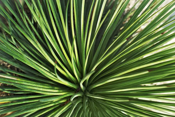 Framed Print : Agave echinioides Print, Succulent Plant Framed Print : Agave echinioides Print, Succulent Plant