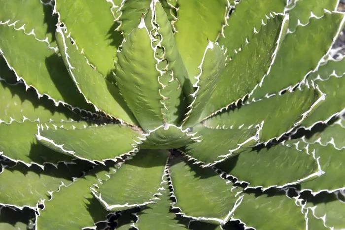 Framed Print : Agave Shawii Print Framed Print : Agave Shawii Print