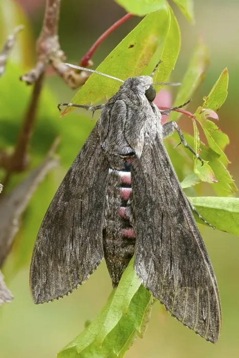 Framed Print : Convolvulus Hawk-moth Print Framed Print : Convolvulus Hawk-moth Print