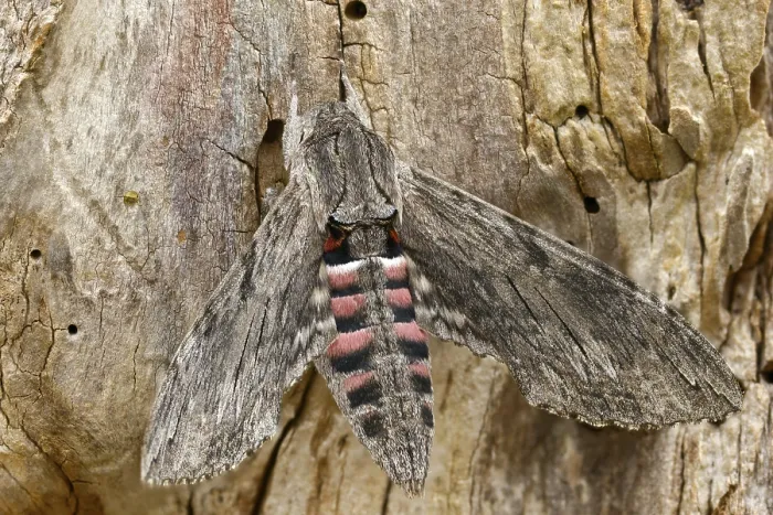Framed Print : Convolvulus Hawk-moth Print Framed Print : Convolvulus Hawk-moth Print
