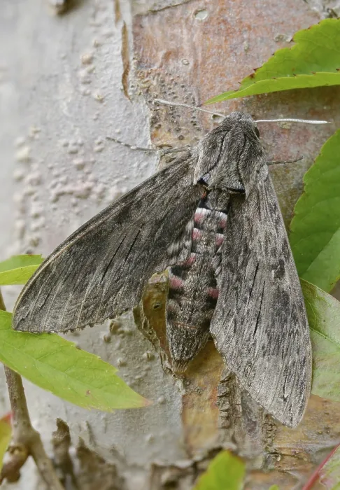 Framed Print : Convolvulus Hawk-moth Print Framed Print : Convolvulus Hawk-moth Print