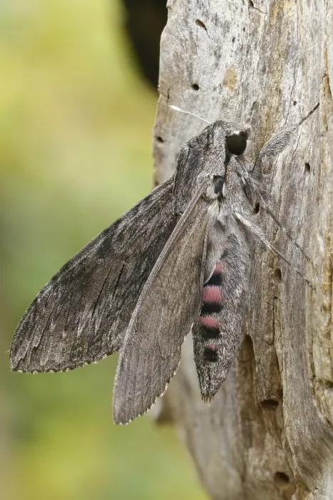 Framed Print : Convolvulus Hawk-moth Print Framed Print : Convolvulus Hawk-moth Print