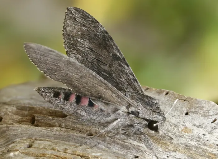 Framed Print : Convolvulus Hawk-Moth Print
