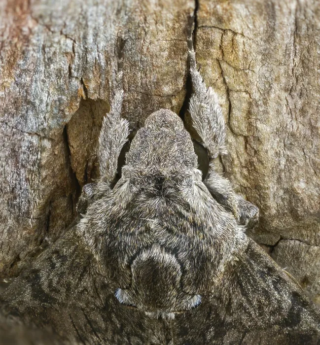 Framed Print : Convolvulus Hawk-moth Print Framed Print : Convolvulus Hawk-moth Print