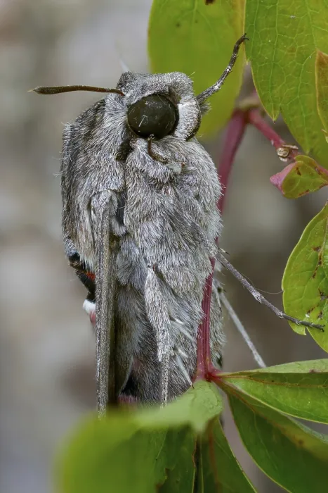 Framed Print : Convolvulus Hawk-moth Print Framed Print : Convolvulus Hawk-moth Print