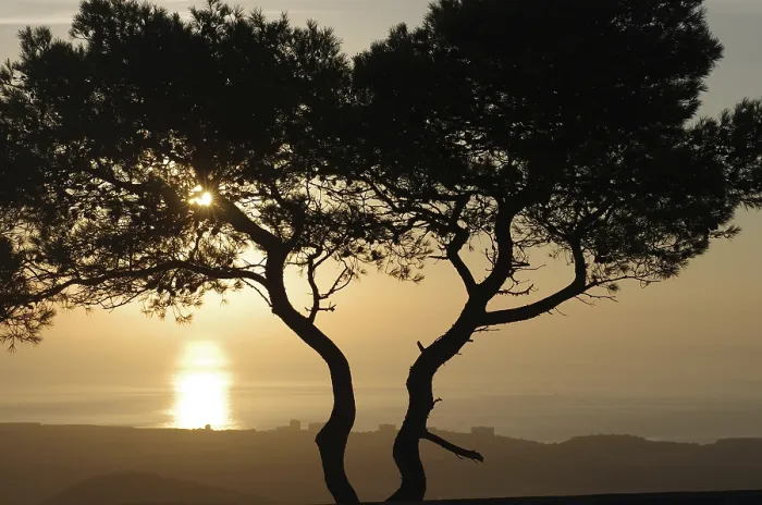 Framed Print : Aleppo Pine Print: Sunrise on Majorca Framed Print : Aleppo Pine Print: Sunrise on Majorca