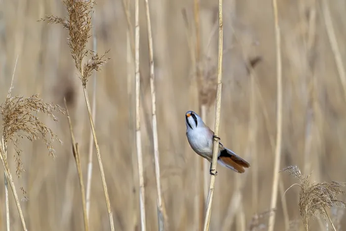 Framed Print : Alert Bearded Tit Print - Panurus biarmicus in Wetland Framed Print : Alert Bearded Tit Print - Panurus biarmicus in Wetland
