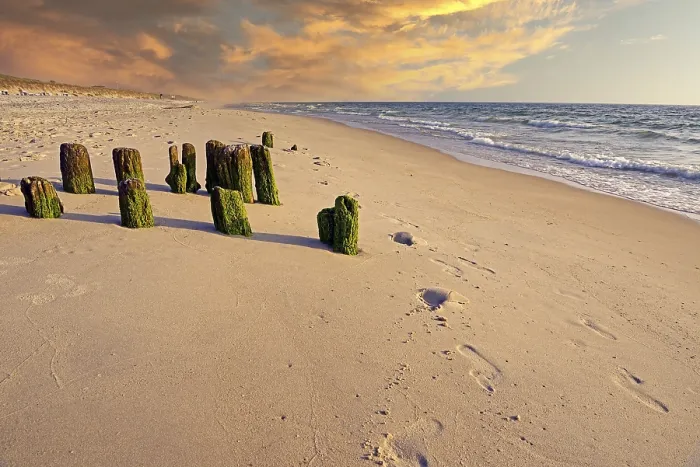 Framed Print : Algae-covered groynes in the evening on Rantum beach, Germany Print Framed Print : Algae-covered groynes in the evening on Rantum beach, Germany Print