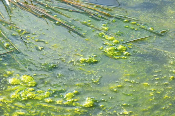 Framed Print : Algae, Slime on Water Surface Print