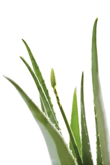 Framed Print : Aloe Vera Print - Succulent Plant Image Framed Print : Aloe Vera Print - Succulent Plant Image