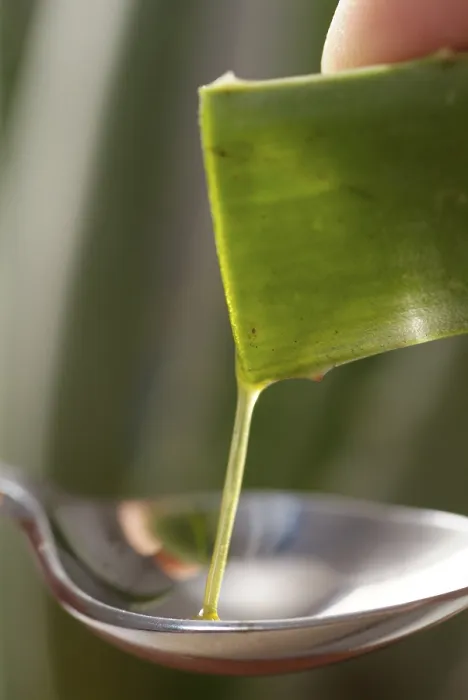 Framed Print : Aloe Vera Print Framed Print : Aloe Vera Print