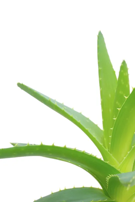Framed Print : Aloe Vera Print - Succulent Plant Image Framed Print : Aloe Vera Print - Succulent Plant Image