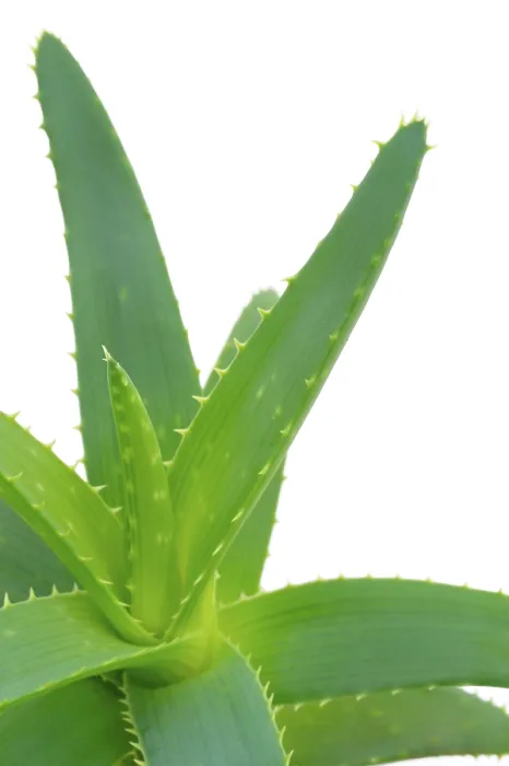 Framed Print : Aloe Vera Print Framed Print : Aloe Vera Print