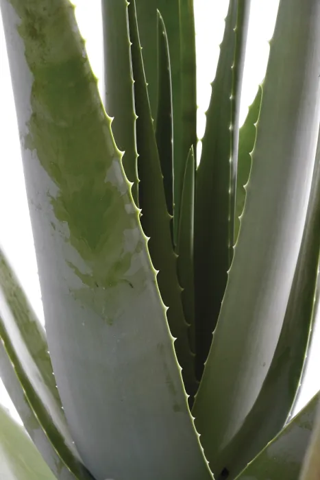 Framed Print : Aloe Vera Print - Succulent Plant Image Framed Print : Aloe Vera Print - Succulent Plant Image