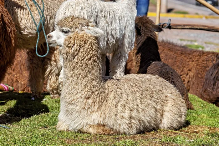 Framed Print : Two Alpacas Lying on Grass in the Sun Print Framed Print : Two Alpacas Lying on Grass in the Sun Print