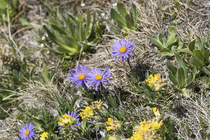 Framed Print : Alpine Aster Print - Asters (Aster alpinus) Framed Print : Alpine Aster Print - Asters (Aster alpinus)