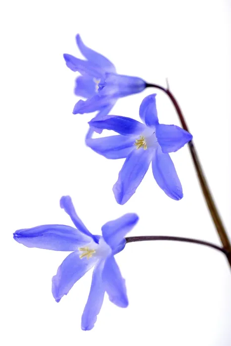 Framed Print : Alpine Squill Print (Scilla bifolia) Framed Print : Alpine Squill Print (Scilla bifolia)
