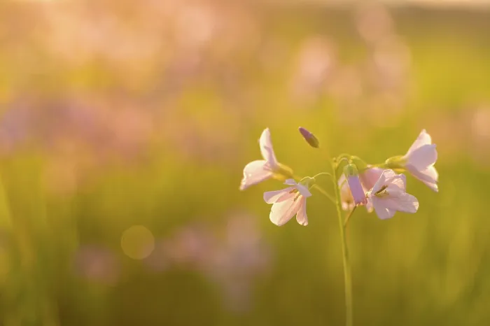 Framed Print : Print of Cardamine pratensis in Spring Framed Print : Print of Cardamine pratensis in Spring