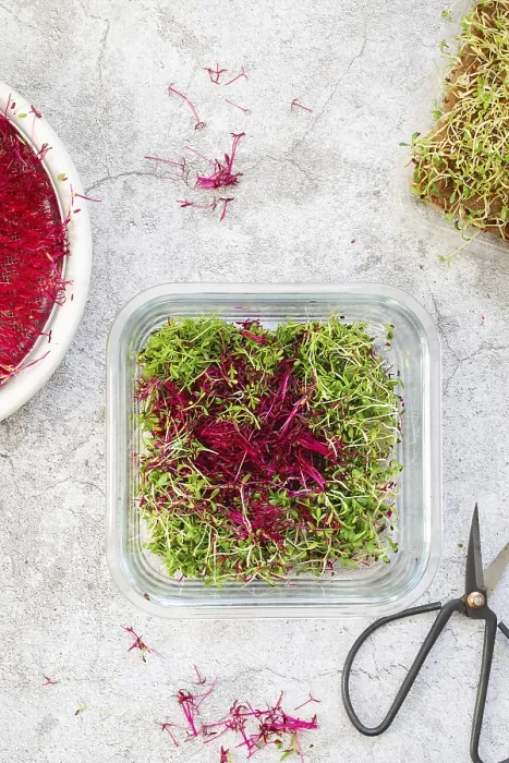 Framed Print : Amaranth Micro Greens Print: Sprouting at Home Framed Print : Amaranth Micro Greens Print: Sprouting at Home