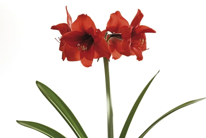 Framed Print : Amaryllis Print by ImageBROKER Framed Print : Amaryllis Print by ImageBROKER