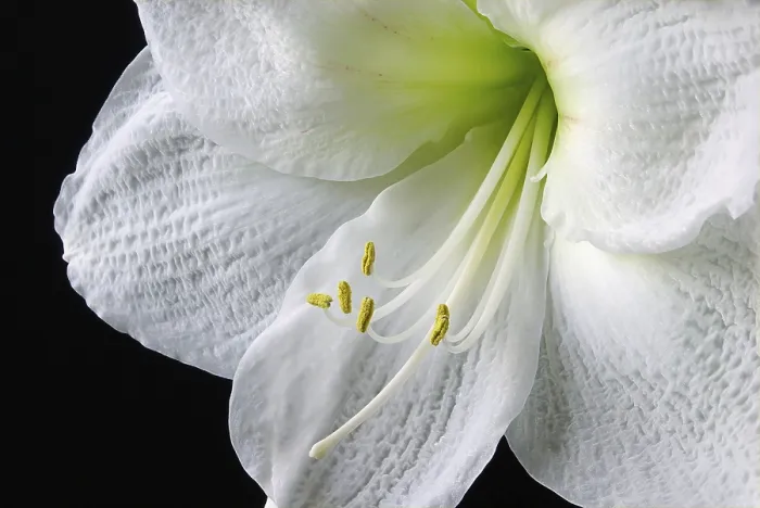 Framed Print : Amaryllis Print - Large, Showy Flowers in Bloom