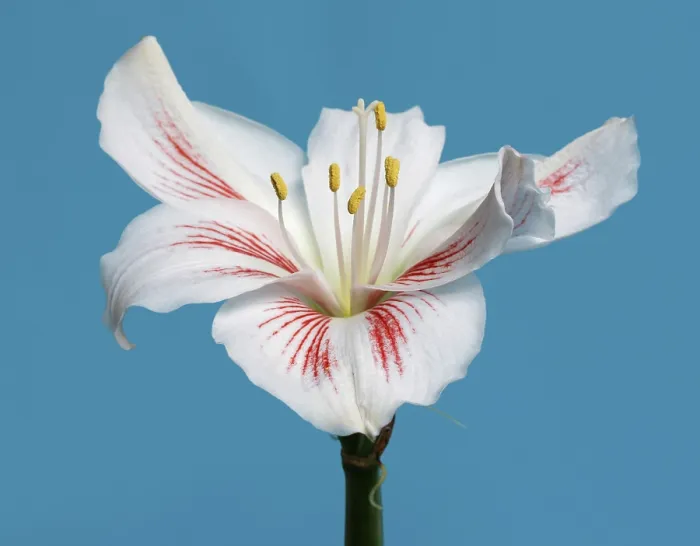 Framed Print : Amaryllis Print - Vibrant Flower Bloom Framed Print : Amaryllis Print - Vibrant Flower Bloom