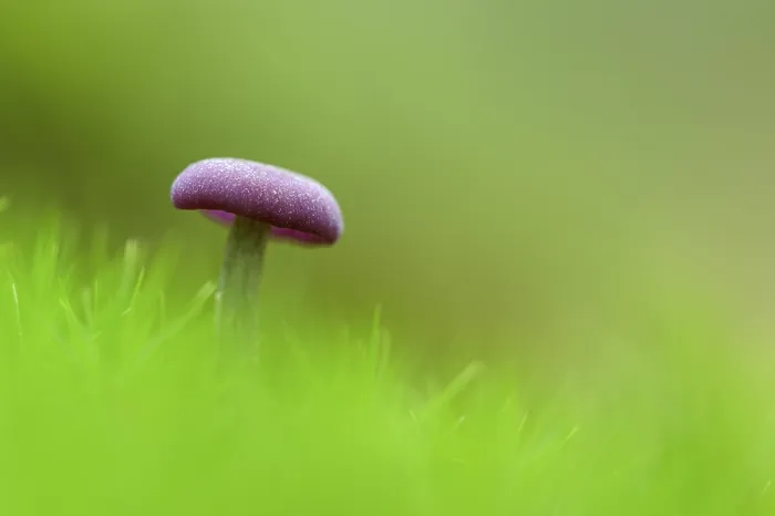 Framed Print : Amethyst Deceiver Print - Oberhausen, Germany Framed Print : Amethyst Deceiver Print - Oberhausen, Germany