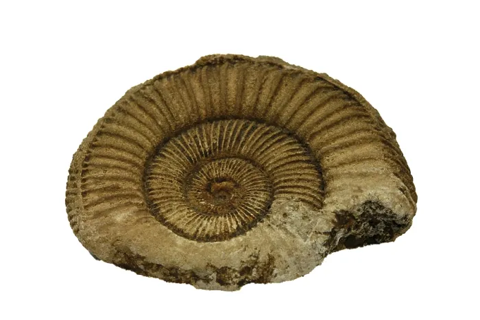 Framed Print : Ammonite Fossil Print Framed Print : Ammonite Fossil Print