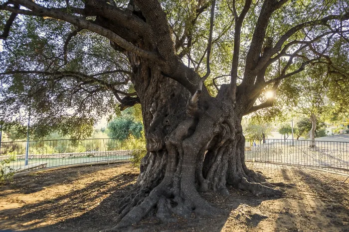 Framed Print : Ancient 1000-year-old Olive Tree Print, Sardinia, Italy Framed Print : Ancient 1000-year-old Olive Tree Print, Sardinia, Italy