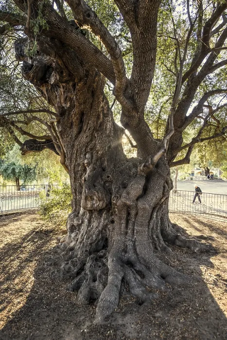 Framed Print : Ancient 1000-year-old Olive Tree Print, Sardinia, Italy Framed Print : Ancient 1000-year-old Olive Tree Print, Sardinia, Italy