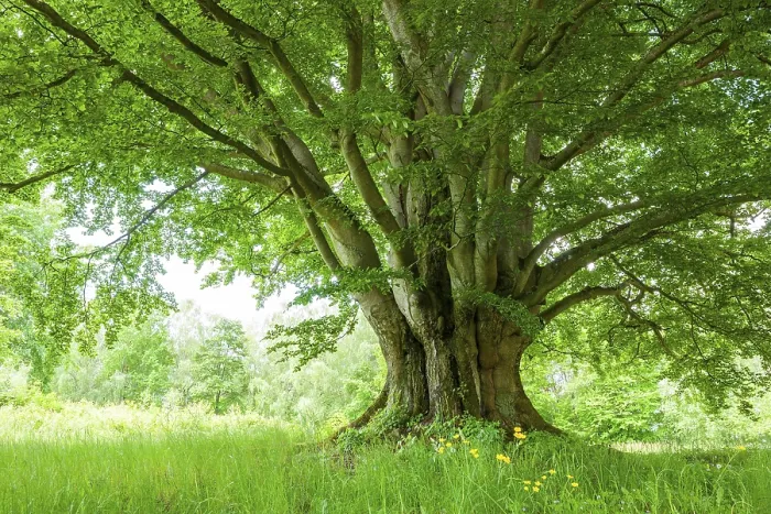 Framed Print : Ancient Copper Beech Print, Bavaria, Germany Framed Print : Ancient Copper Beech Print, Bavaria, Germany