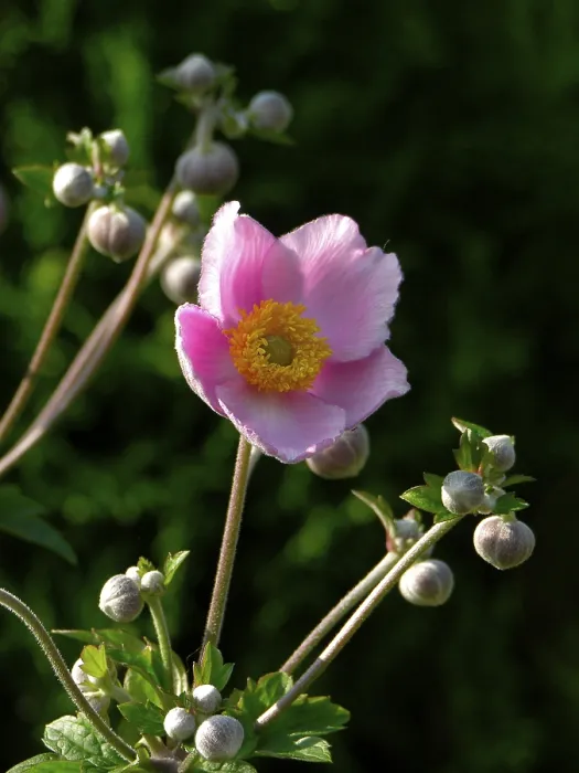 Framed Print : Anemone Anemone Print Framed Print : Anemone Anemone Print