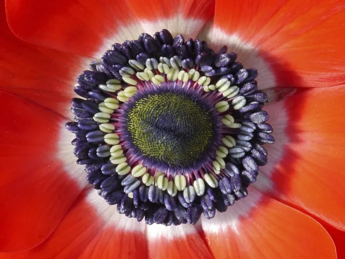 Framed Print : Anemone Print - Deep Sea Creature Framed Print : Anemone Print - Deep Sea Creature