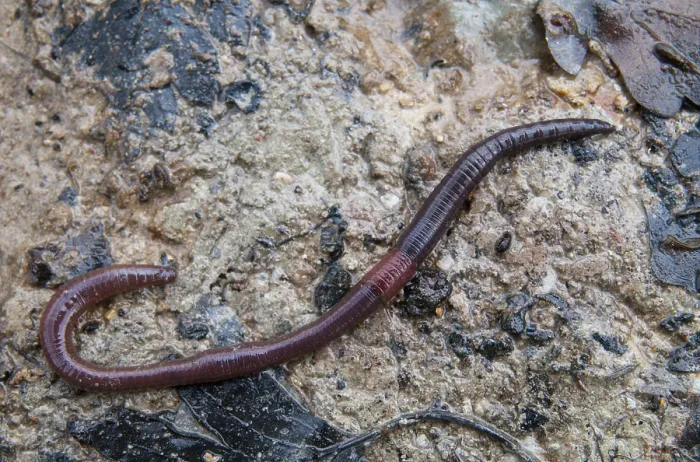 Framed Print : Earthworm Annelida Print (Lumbricidae) Framed Print : Earthworm Annelida Print (Lumbricidae)