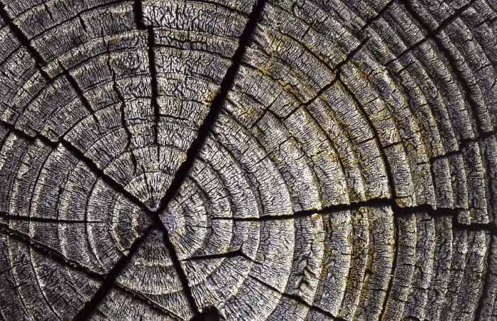Framed Print : Annual Rings Print - Tree Growth Patterns Framed Print : Annual Rings Print - Tree Growth Patterns